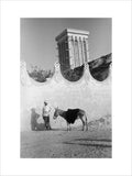 Full length standing portrait of ...