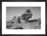 Huts and palm trees at ...