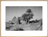 Huts and palm trees at ...