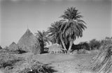 Huts and palm trees at ...