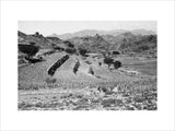 View of crops growing on ...