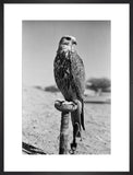 Portrait of a saker (hurr) ...