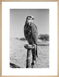Portrait of a saker (hurr) ...