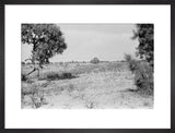 Landscape with tamarisk trees in ...