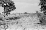 Landscape with tamarisk trees in ...
