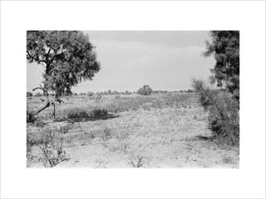 Landscape with tamarisk trees in ...