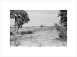 Landscape with tamarisk trees in ...
