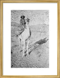 A member of Wilfred Thesiger's ...
