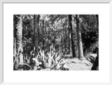 View of vegetation growing in ...