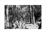 View of vegetation growing in ...