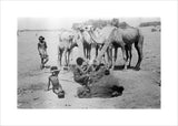 Bedouin watering camels at a ...