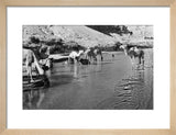 Wilfred Thesiger's party watering camels ...