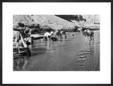 Wilfred Thesiger's party watering camels ...