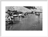 Wilfred Thesiger's party watering camels ...