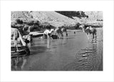 Wilfred Thesiger's party watering camels ...