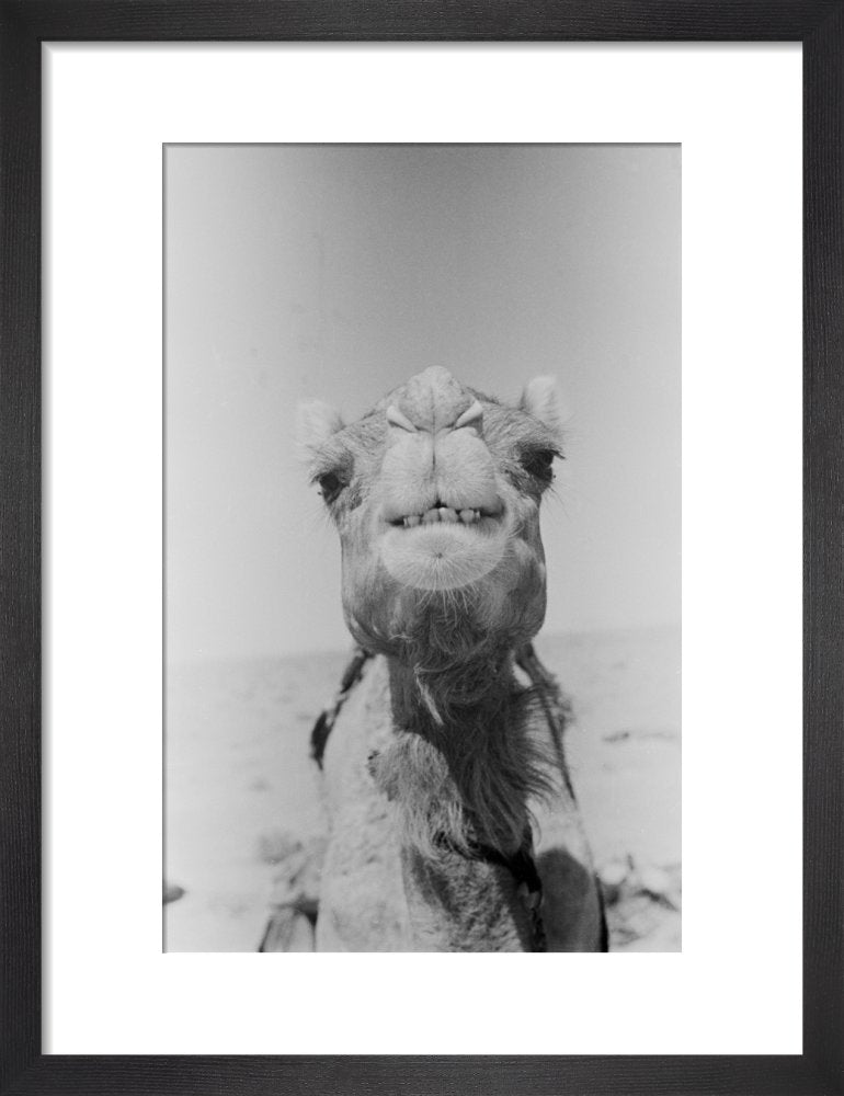 Close up portrait of a ... – Pitt Rivers Museum Prints