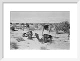 View of camels belonging to ...