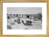 View of camels belonging to ...