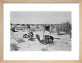 View of camels belonging to ...
