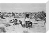 View of camels belonging to ...