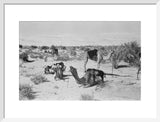 View of camels belonging to ...