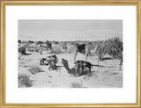 View of camels belonging to ...