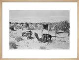 View of camels belonging to ...