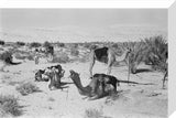 View of camels belonging to ...