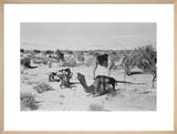 View of camels belonging to ...