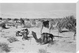 View of camels belonging to ...