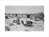 View of camels belonging to ...