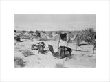 View of camels belonging to ...