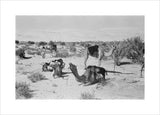 View of camels belonging to ...
