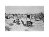 View of camels belonging to ...