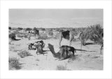 View of camels belonging to ...