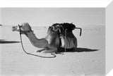 Portrait of Wilfred Thesiger's camel ...