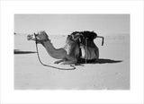 Portrait of Wilfred Thesiger's camel ...