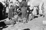 View of Sa'ar Bedouin watering ...