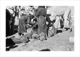 View of Sa'ar Bedouin watering ...