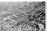 View of terraced fields stretching ...