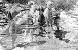 Mahra Bedouin watering their camels ...
