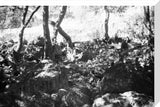 View of a herd of ...