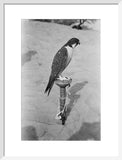 Profile portrait of a peregrine ...