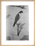 Profile portrait of a peregrine ...