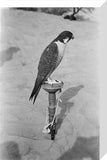 Profile portrait of a peregrine ...