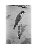 Profile portrait of a peregrine ...