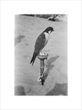 Profile portrait of a peregrine ...
