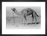 Full length profile portrait of ...