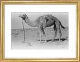Full length profile portrait of ...