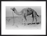 Full length profile portrait of ...